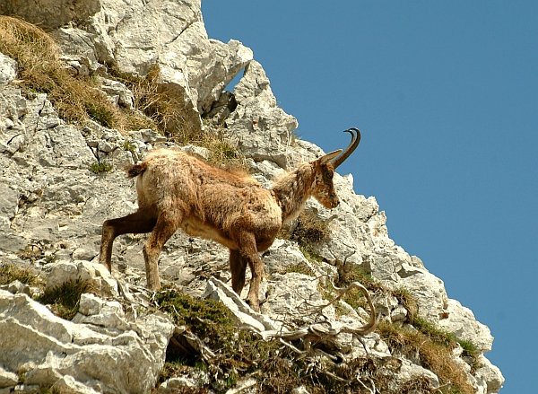 Camoscio d''Abruzzo Rupicapra pyrenaica ornata